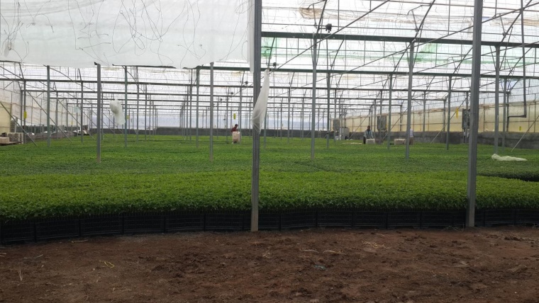 به همت واحد فناور پارک علم و فناوری کرمانشاه؛ تولید پنج میلیون نشاء گلدانی گوجه فرنگی در این شهرستان